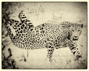 nissan_leopard